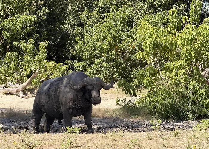 Buffalo Tented Camps