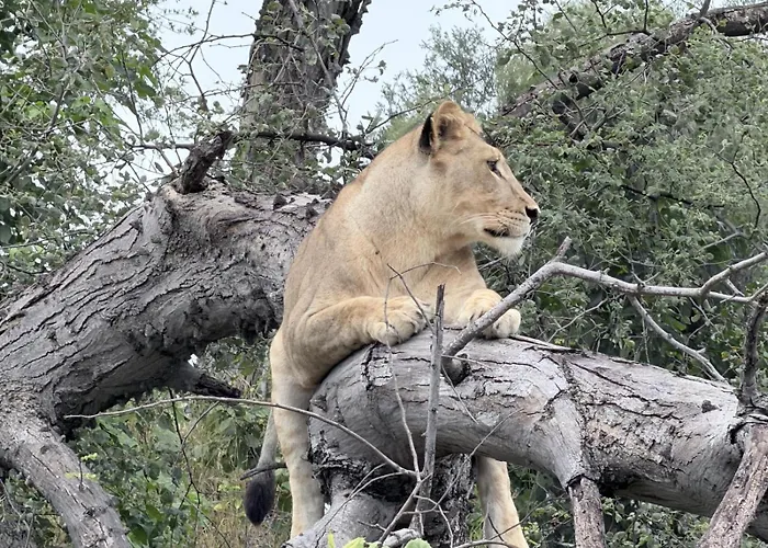 Buffalo Tented Camps